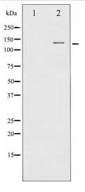 c-CBL Antibody