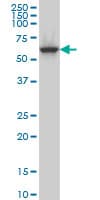 CLK3 Antibody (clone 7D6)