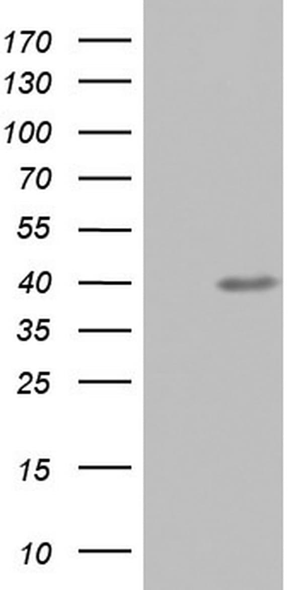 UFD1L Antibody (clone OTI3A12)