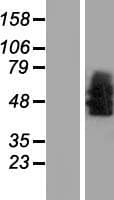 NTSR1 / NTR Protein (Over-Expression Lysate Myc-DDK (Flag))