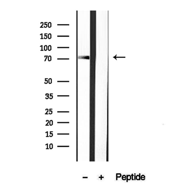 DNAJC10 Antibody