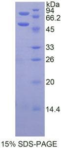 Mouse PROC / Protein C (Recombinant His-GST)