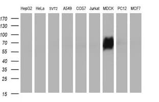ICAM3 / CD50 Antibody (clone OTI1F4)