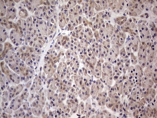PAFAH1B3 Antibody (clone OTI4A9)