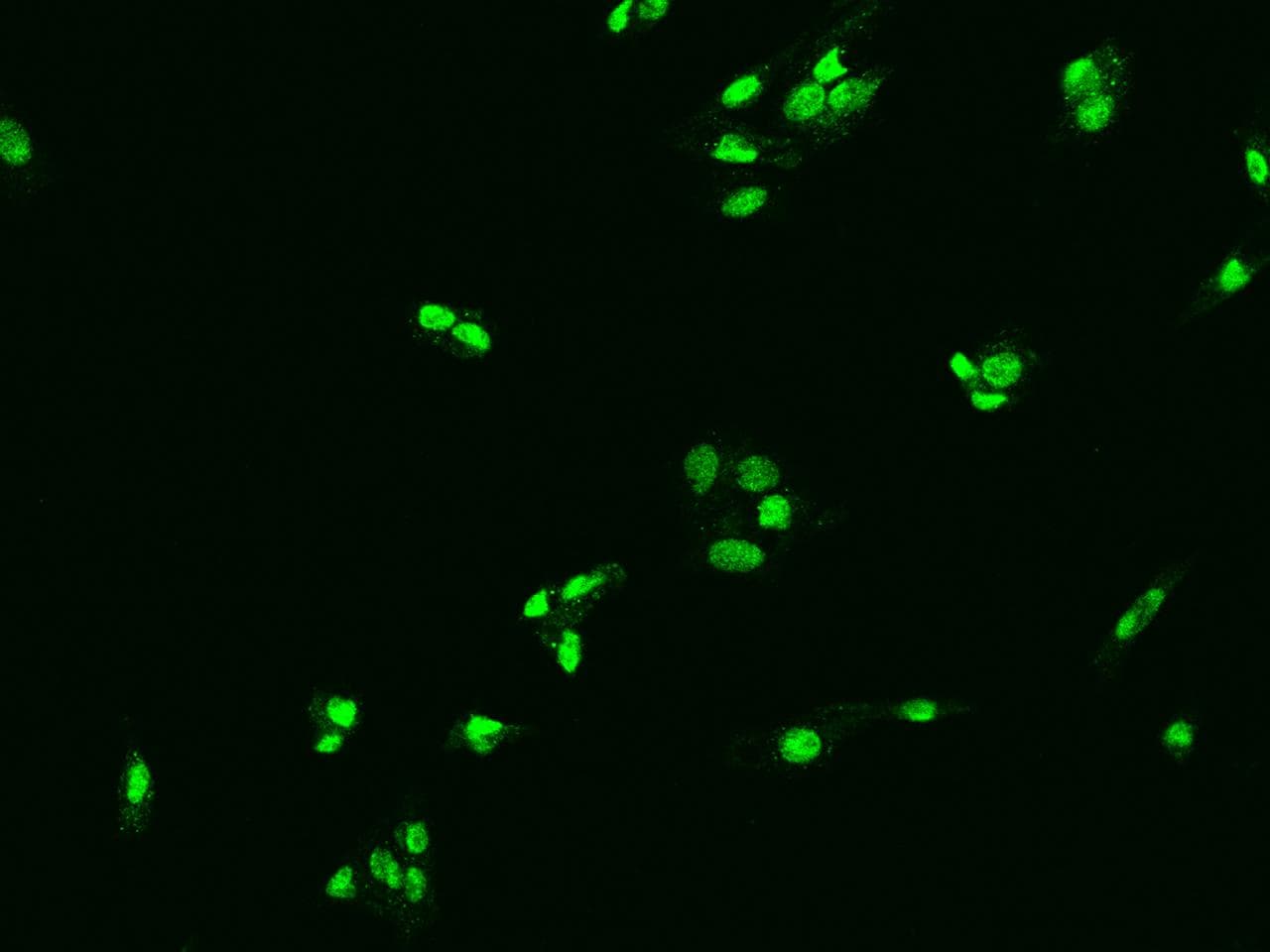 IDO1 / IDO Antibody