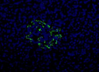 Pancreas Marker HPa2 Antibody (clone DHIC2-2B4)