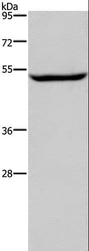IMPDH1 Antibody