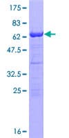 Human RNF2 / RING2 / RING1B Protein (Recombinant GST)
