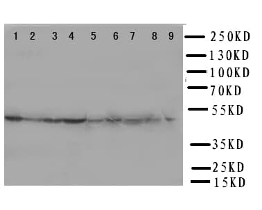 Polyclonal Rabbit anti-Human E2F2 Antibody (aa422-427, WB)