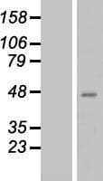 QPCT / QC Protein (Over-Expression Lysate Myc-DDK (Flag))