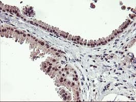 ZFP36 / Tristetraprolin Antibody (clone OTI1A2, Carrier-free)
