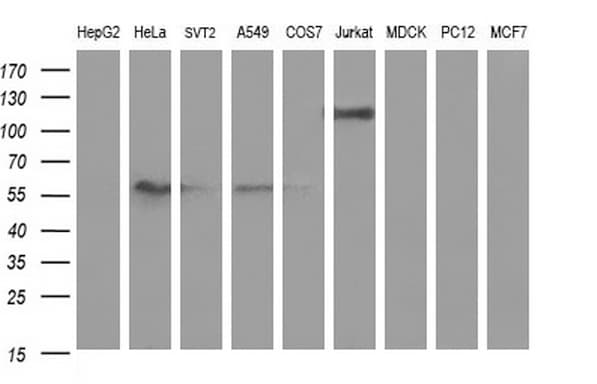 ICAM3 / CD50 Antibody (clone OTI4G8)