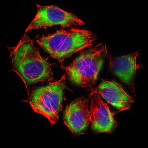 SLC2A4 / GLUT-4 Antibody (Amino Acid: 224-353, clone 3G10A3)