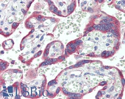 Polyclonal Rabbit anti-Mouse SPON1 / F-Spondin Antibody (aa195-392, IHC, WB)