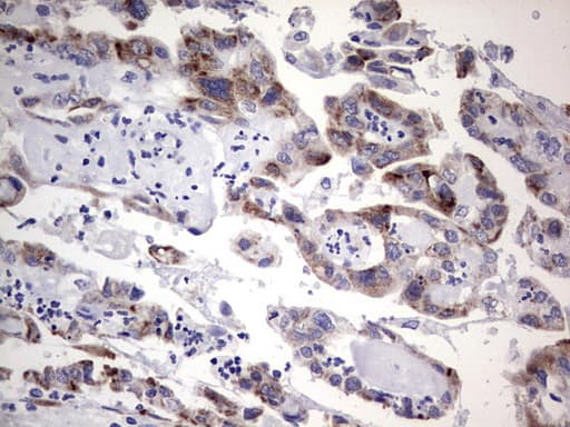 TET3 Antibody (aa241-568, clone OTI3G10)