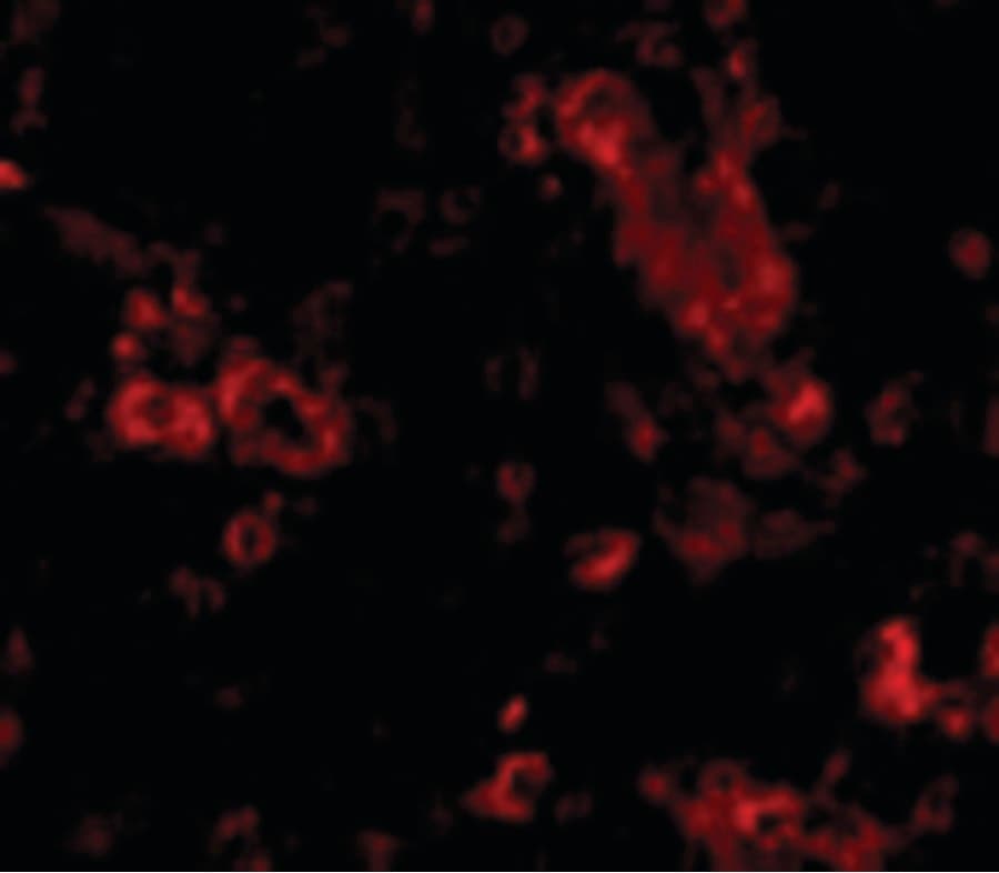 Trim30 Antibody