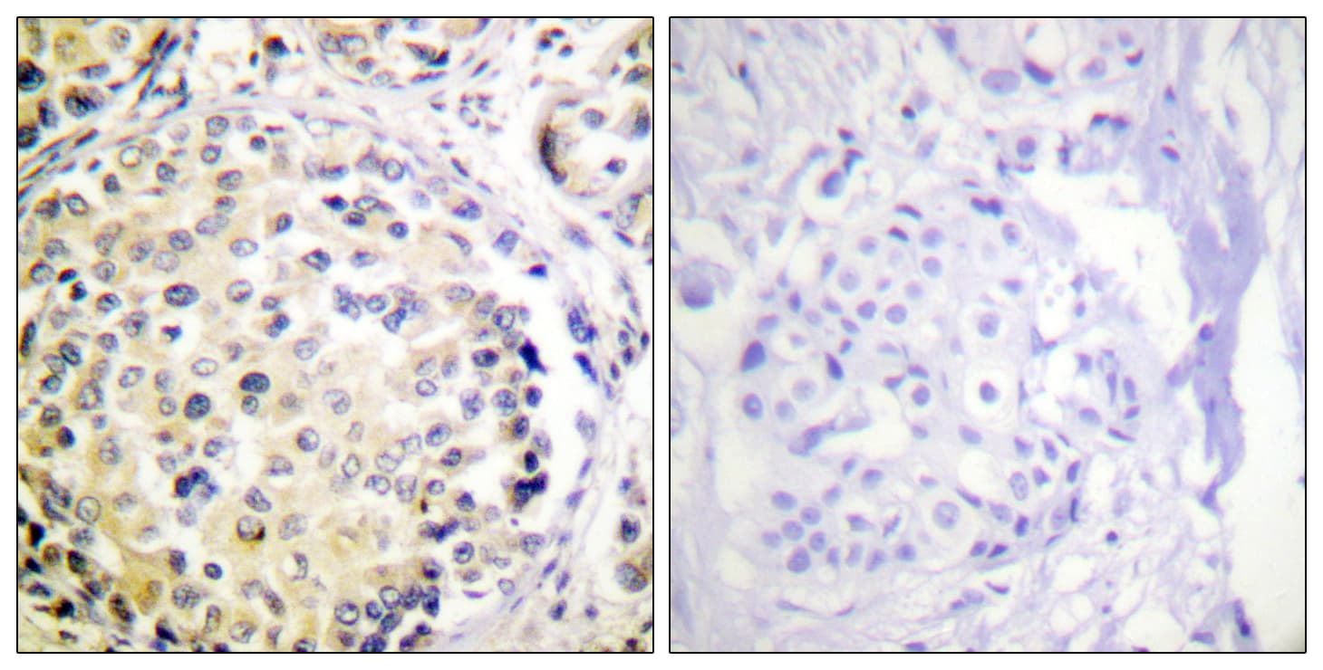 Vimentin Antibody (aa31-80)