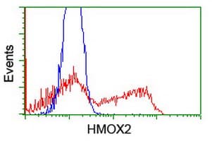 HMOX2 / Heme Oxygenase 2 Antibody (clone OTI4H8)