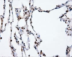 XRCC1 Antibody (clone OTI2F8)