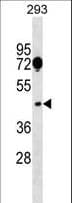 SGCA / DAG2 Antibody (aa239-266)