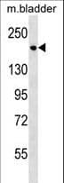 SASH1 Antibody (aa870-896)
