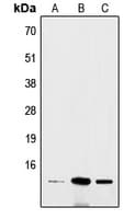 BRI3 Antibody (N-Terminus)