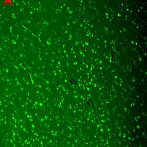 CACNA1D / Cav1.3 Antibody (aa859-875, clone S48A-9, PerCP)