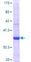 Human AGO2 / EIF2C2 Protein (Recombinant GST, N-terminus)