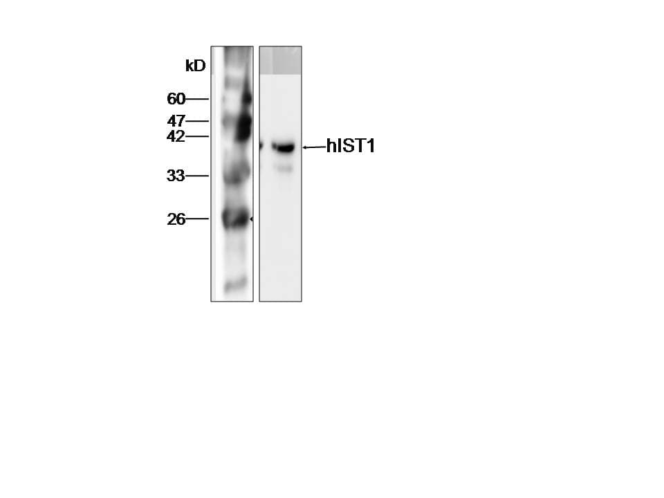 IHC-plus™ Monoclonal Mouse anti-Human IST1 Antibody (IHC, WB)