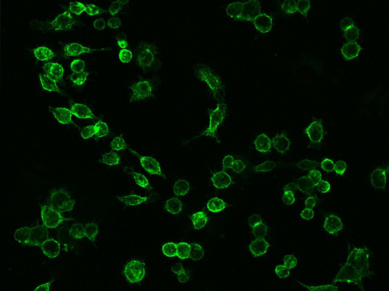 ICAM-1 / CD54 Antibody (clone 101, Preservative Free)