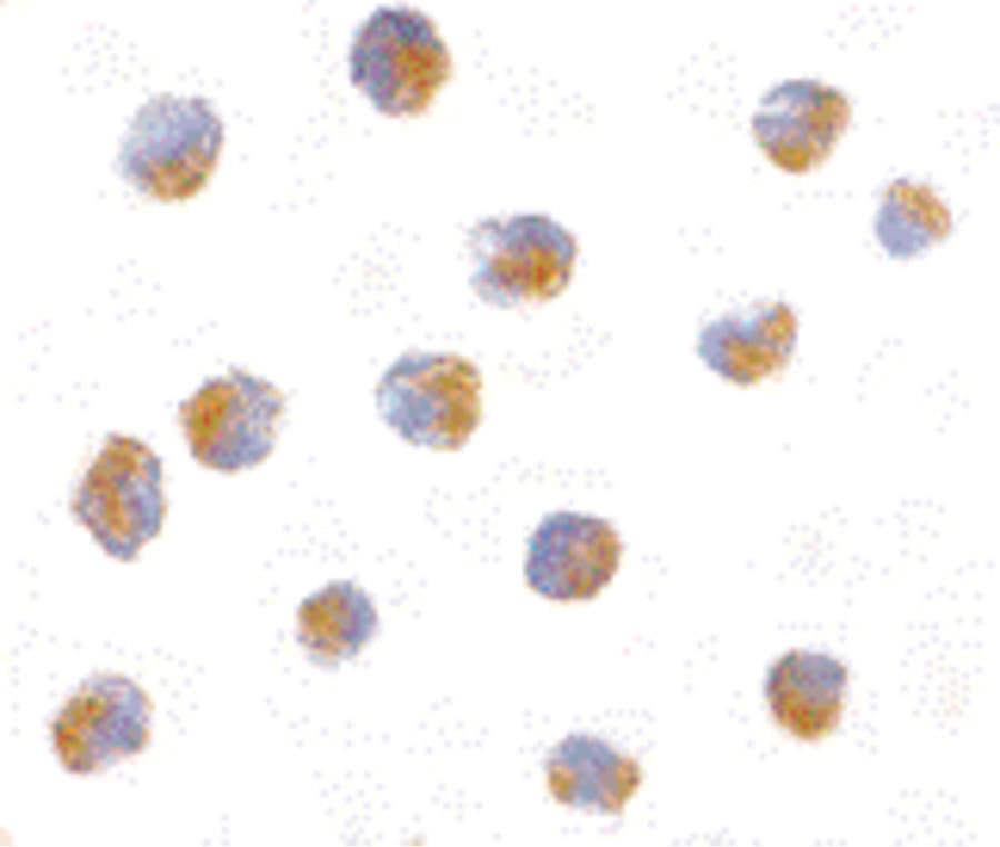 IHC-plus™ ATF6 Antibody