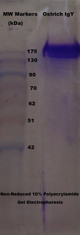 Ostrich IgY Isotype Control Antibody