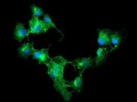 CD33 Antibody (clone OTI2B2, Carrier-free)