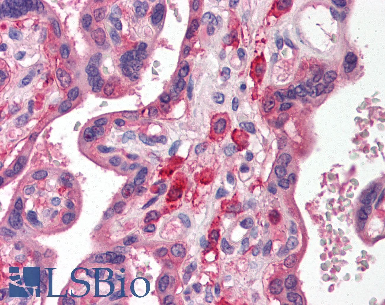 IHC-plus™ SIRPA / CD172a Antibody