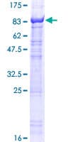Human KLHL10 Protein (Recombinant GST)