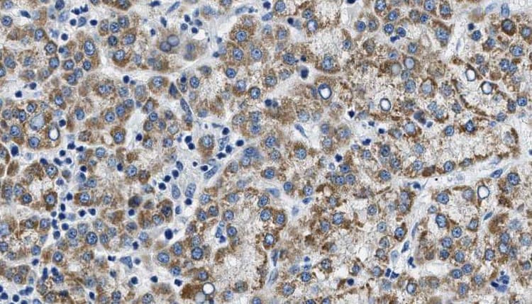 CDH8 / Cadherin 8 Antibody