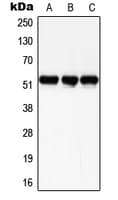 SMAD3 Antibody (phospho-Ser204)