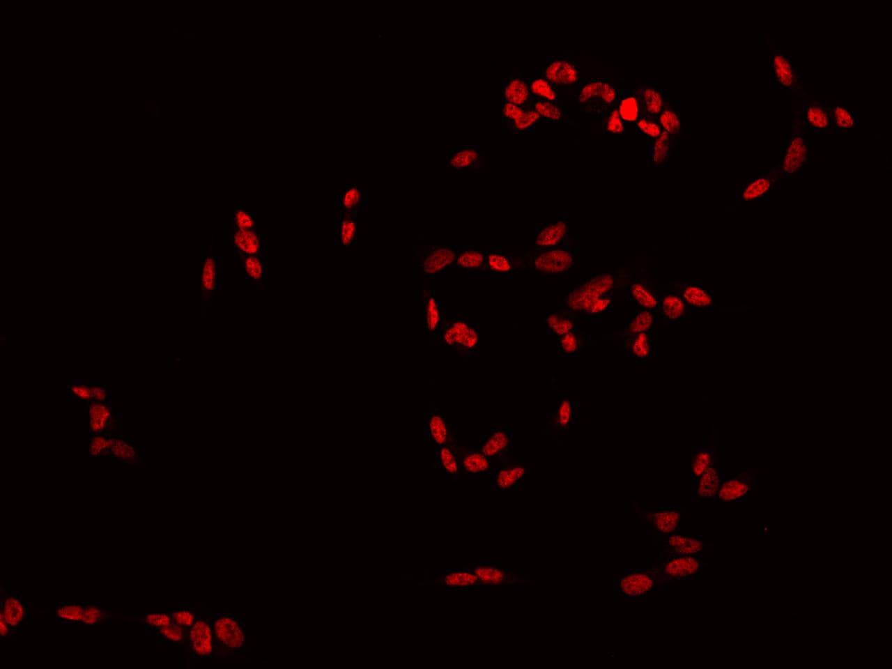 DLX6 Antibody