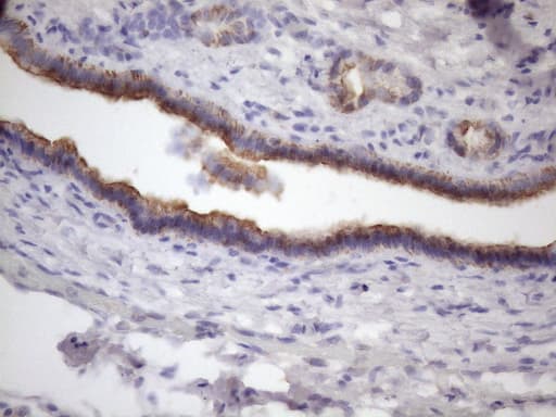 AMTN Antibody (clone OTI2D9)