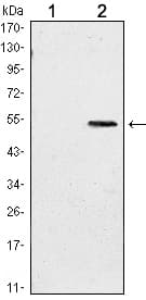 IHC-plus™ Monoclonal Mouse anti-Human SUZ12 Antibody (clone 3D10, IHC, WB)