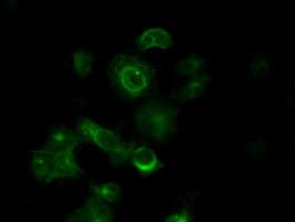 TUBA8 / Tubulin Alpha 8 Antibody (clone OTI3E10)