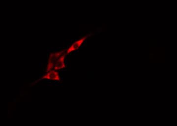 MTOR Antibody (phospho-Ser2481)