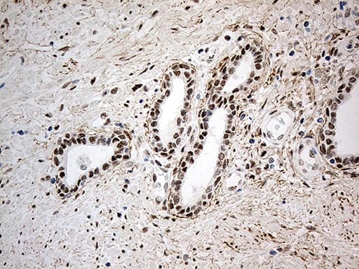 Monoclonal Mouse anti-Human IRF2BP1 Antibody (clone OTI1H9, Carrier-free, aa457-584, IHC, WB)