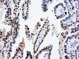 NT5DC1 Antibody (clone OTI1E11, Carrier-free)
