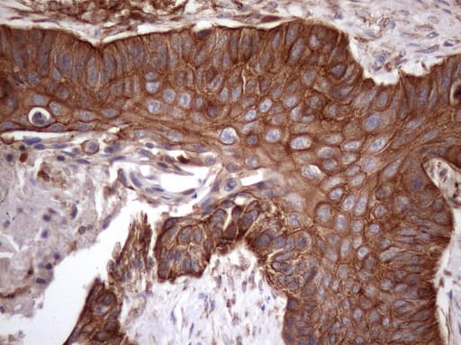 PDIA6 / ERP5 Antibody (clone OTI8H4)
