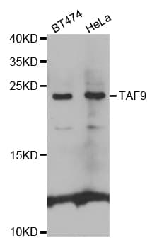 TAF9 Antibody