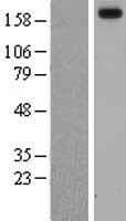 LAMA3 / Laminin Alpha 3 Protein (Over-Expression Lysate Myc-DDK (Flag))