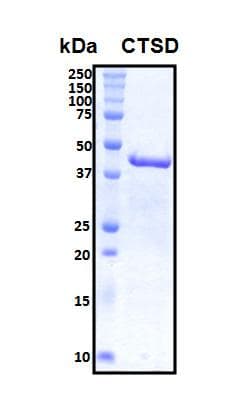 Human CTSD / Cathepsin D Protein (Recombinant His, N-Terminal)