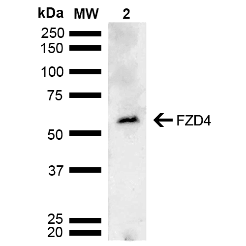 FZD4 / Frizzled 4 Antibody (Biotin)