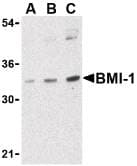 Polyclonal Rabbit anti-Human BMI1 / PCGF4 Antibody (IF, WB)